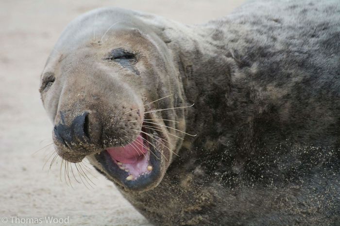 30 fotos divertidas de focas que não conseguem conter o riso 3