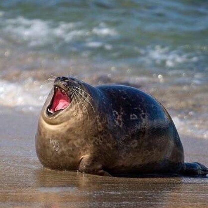 30 fotos divertidas de focas que não conseguem conter o riso 5