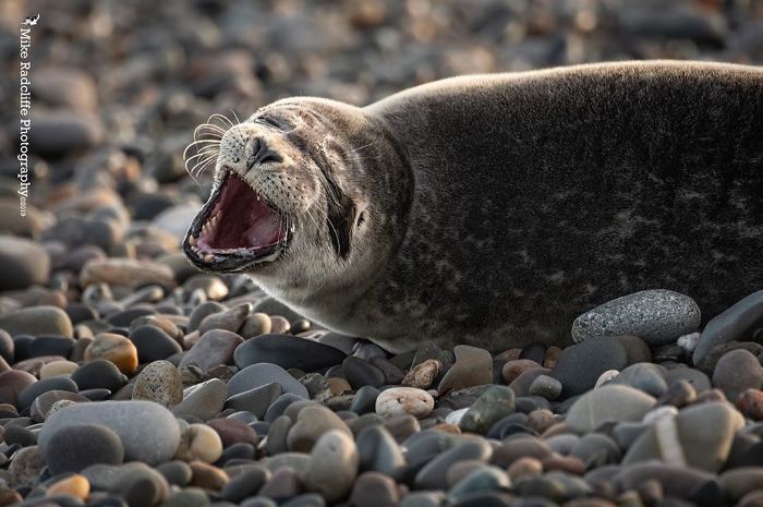 30 fotos divertidas de focas que não conseguem conter o riso 6
