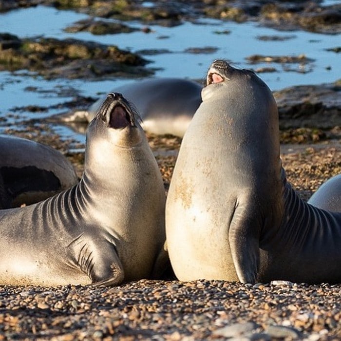 30 fotos divertidas de focas que não conseguem conter o riso 8