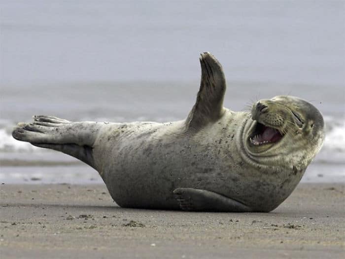 30 fotos divertidas de focas que não conseguem conter o riso 12