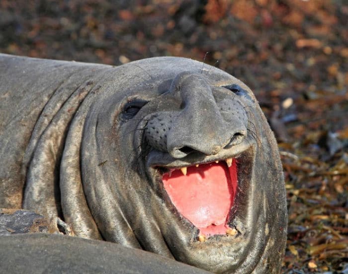 30 fotos divertidas de focas que não conseguem conter o riso 13