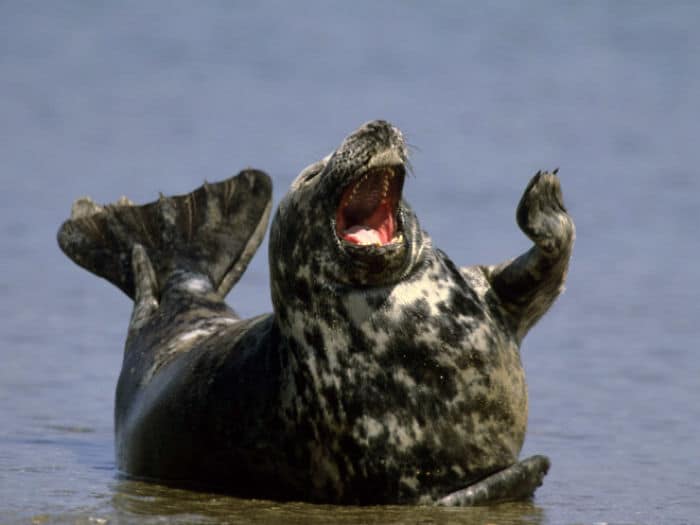 30 fotos divertidas de focas que não conseguem conter o riso 14