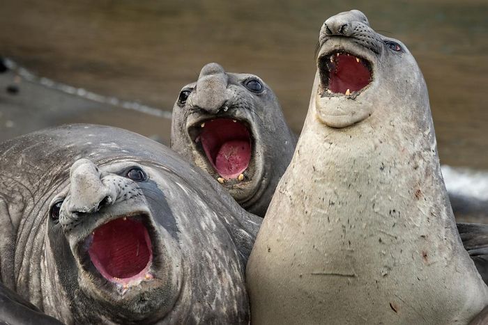 30 fotos divertidas de focas que não conseguem conter o riso 15