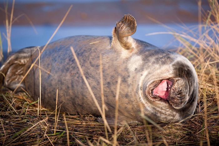 30 fotos divertidas de focas que não conseguem conter o riso 16