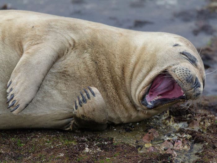 30 fotos divertidas de focas que não conseguem conter o riso 17