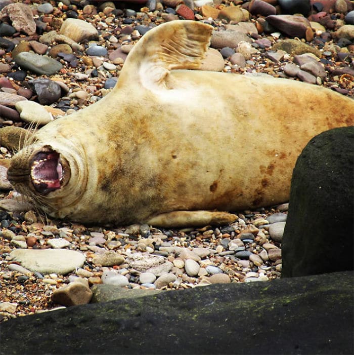 30 fotos divertidas de focas que não conseguem conter o riso 19
