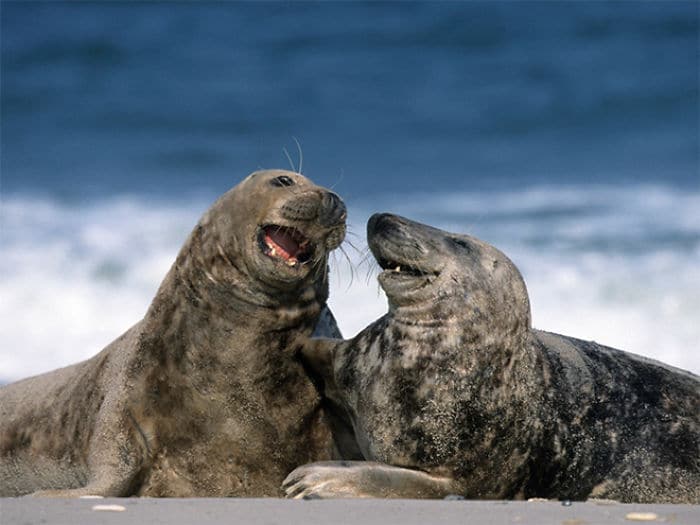 30 fotos divertidas de focas que não conseguem conter o riso 20
