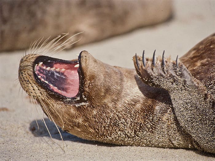 30 fotos divertidas de focas que não conseguem conter o riso 21