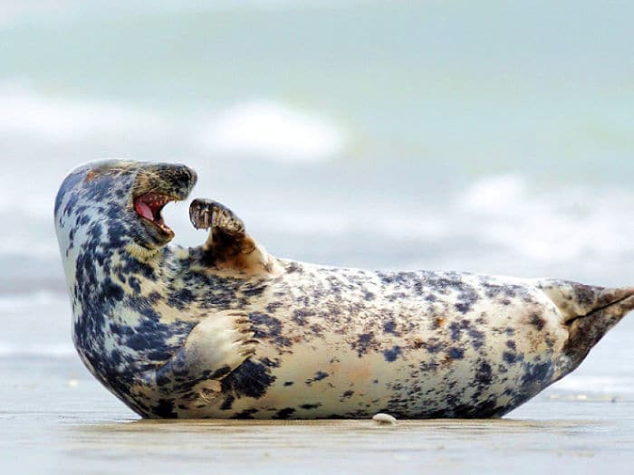 30 fotos divertidas de focas que não conseguem conter o riso 22