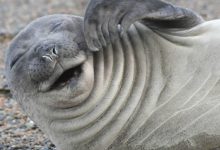 30 fotos divertidas de focas que não conseguem conter o riso 42