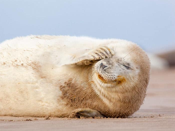 30 fotos divertidas de focas que não conseguem conter o riso 23