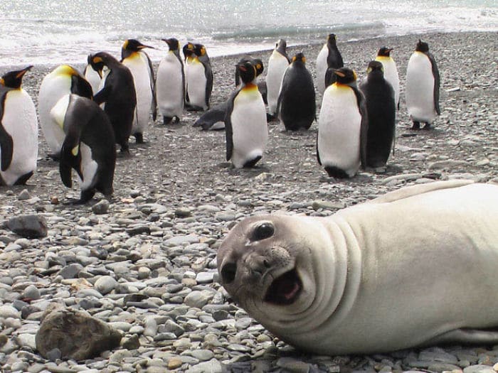 30 fotos divertidas de focas que não conseguem conter o riso 25