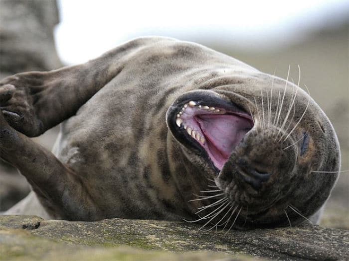 30 fotos divertidas de focas que não conseguem conter o riso 26