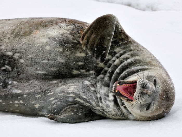 30 fotos divertidas de focas que não conseguem conter o riso 27