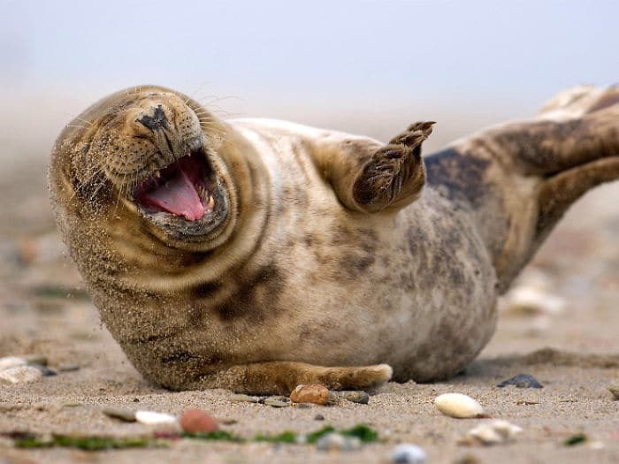 30 fotos divertidas de focas que não conseguem conter o riso 28