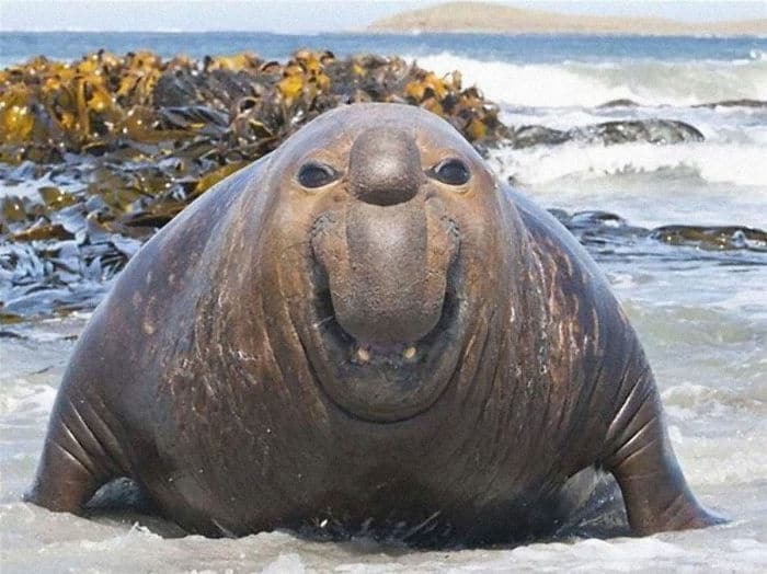 30 fotos divertidas de focas que não conseguem conter o riso 29