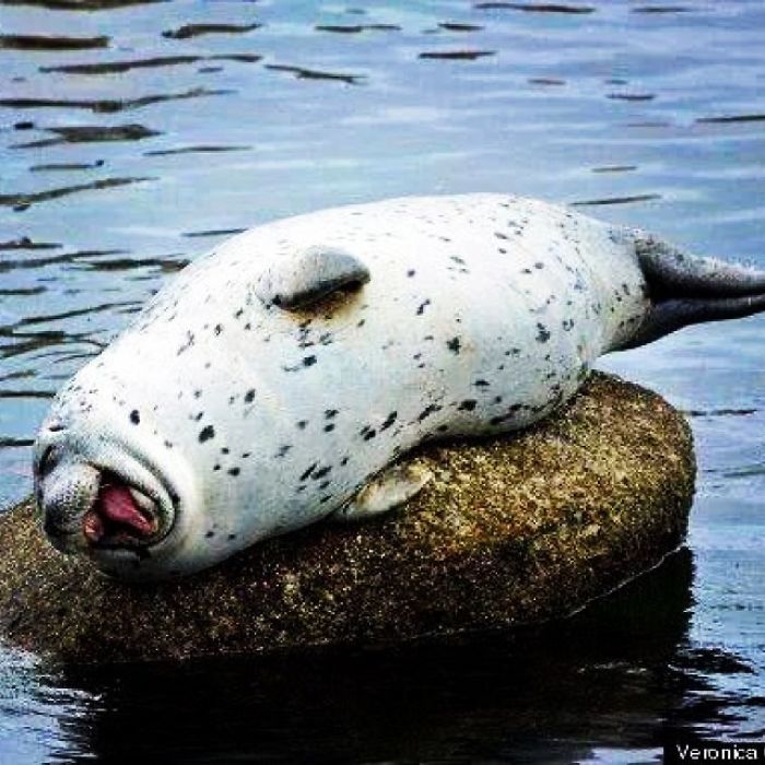 30 fotos divertidas de focas que não conseguem conter o riso 30