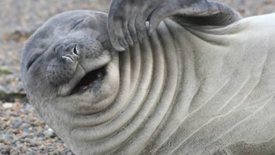 30 fotos divertidas de focas que não conseguem conter o riso 7