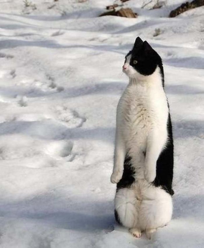 30 gatos que decidiram fingir ser pinguins 6