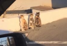 30 gatos que decidiram fingir ser pinguins 10