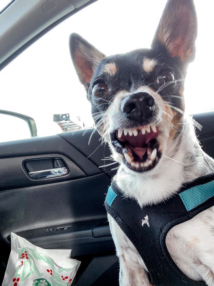 As pessoas estão compartilhando as fotos mais desagradáveis ​​de seus cães, o que é hilário 11