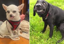 As pessoas estão compartilhando as fotos mais desagradáveis ​​de seus cães, o que é hilário 9