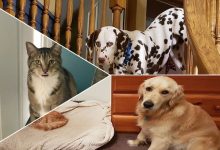 39 fotos divertidas de gatos perturbando cachorros 6