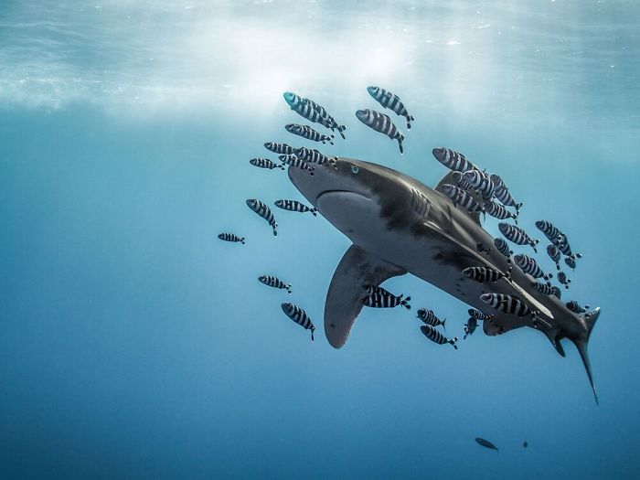 26 fotos vencedora do concurso de fotógrafo subaquático do ano de 2020 11