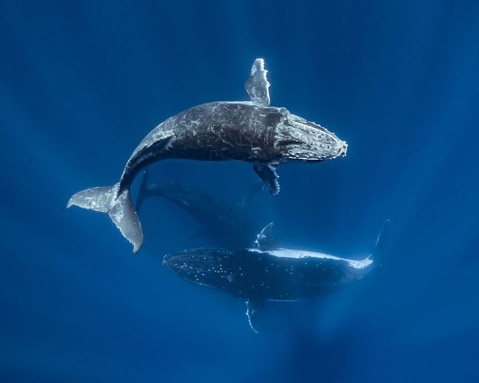 26 fotos vencedora do concurso de fotógrafo subaquático do ano de 2020 14