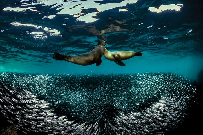 26 fotos vencedora do concurso de fotógrafo subaquático do ano de 2020 17
