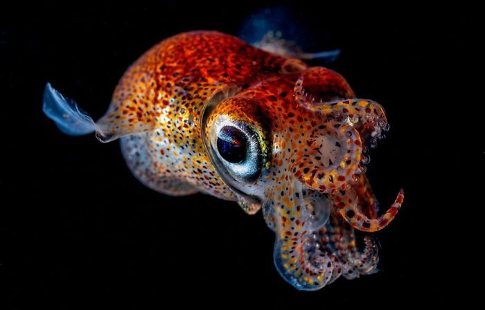 26 fotos vencedora do concurso de fotógrafo subaquático do ano de 2020 18