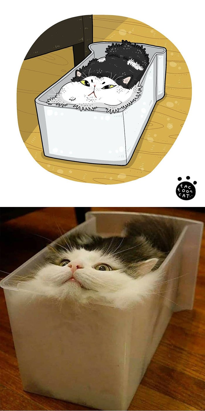 38 fotos de gatos mais engraçadas e famosas da Internet são ilustradas pela Tactooncat 25