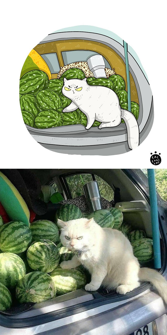 38 fotos de gatos mais engraçadas e famosas da Internet são ilustradas pela Tactooncat 28