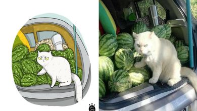 38 fotos de gatos mais engraçadas e famosas da Internet são ilustradas pela Tactooncat 6