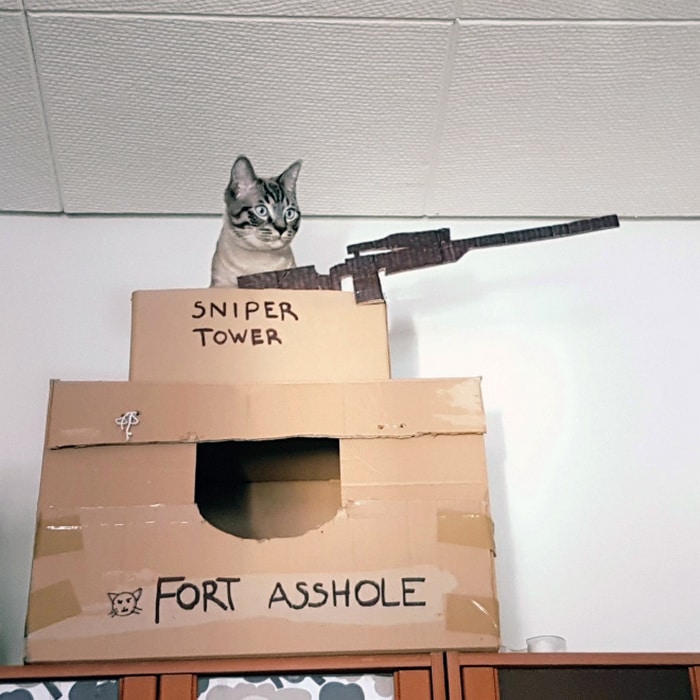Com tédio na quarentena donos de gatos começaram a construir castelos de papelão 2