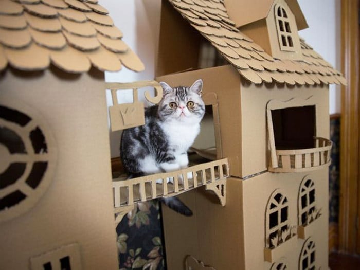 Com tédio na quarentena donos de gatos começaram a construir castelos de papelão 6