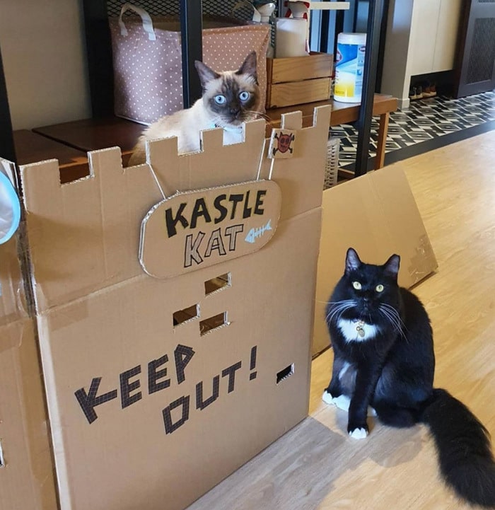 Com tédio na quarentena donos de gatos começaram a construir castelos de papelão 7