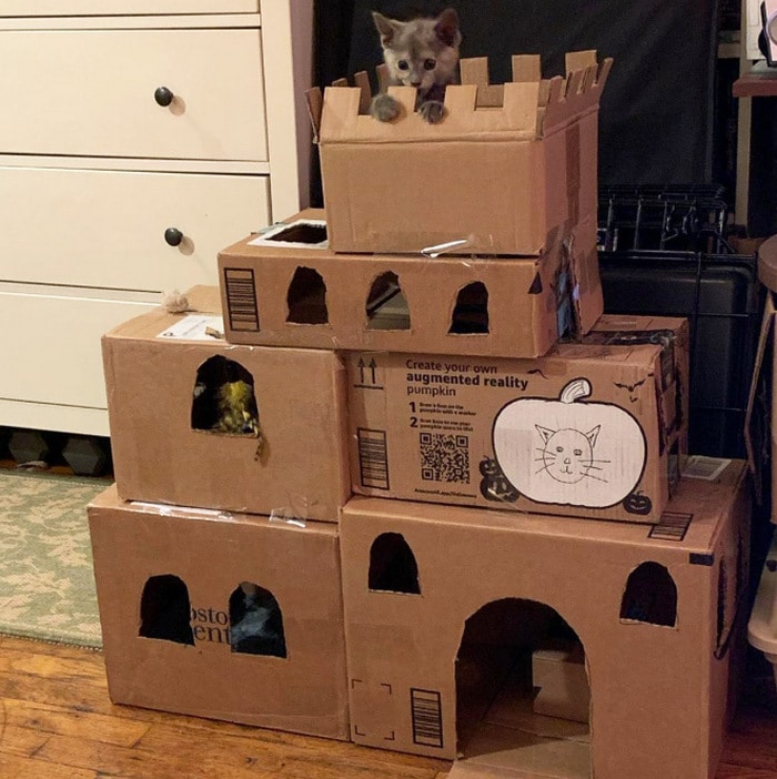 Com tédio na quarentena donos de gatos começaram a construir castelos de papelão 9