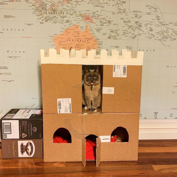 Com tédio na quarentena donos de gatos começaram a construir castelos de papelão 11