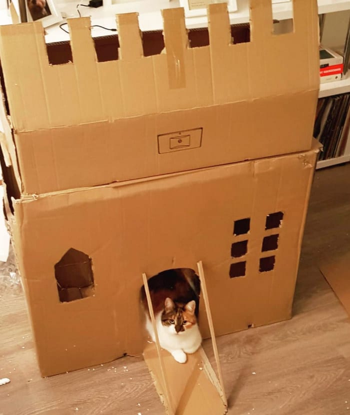 Com tédio na quarentena donos de gatos começaram a construir castelos de papelão 12