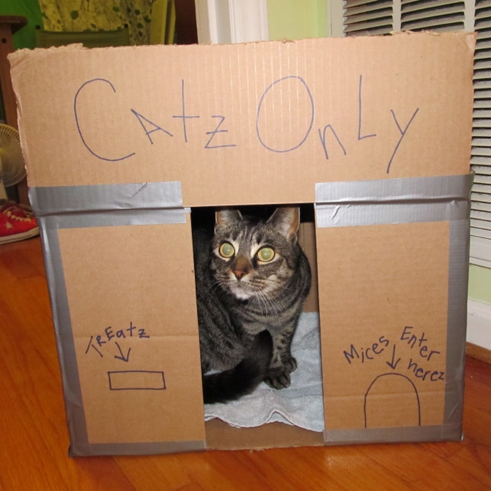 Com tédio na quarentena donos de gatos começaram a construir castelos de papelão 13