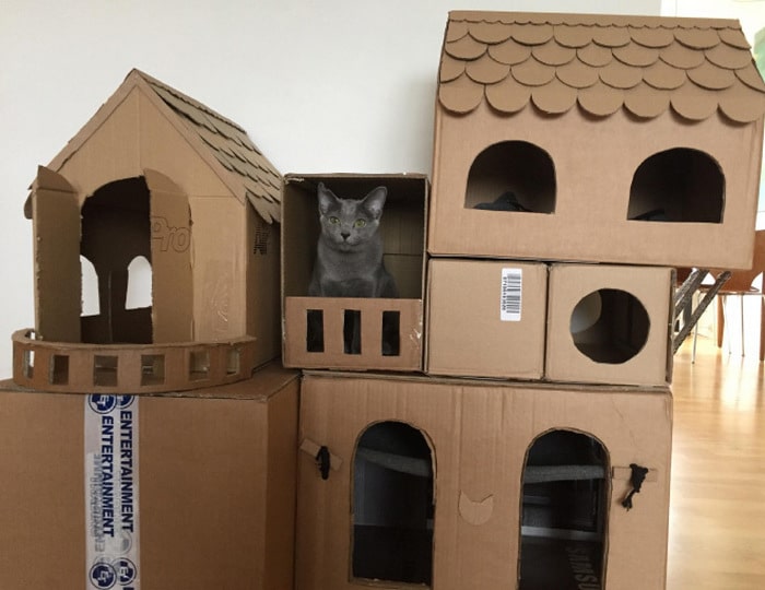 Com tédio na quarentena donos de gatos começaram a construir castelos de papelão 14