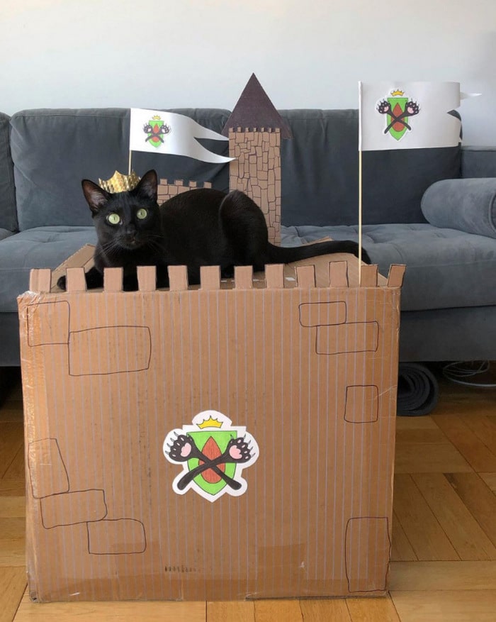 Com tédio na quarentena donos de gatos começaram a construir castelos de papelão 16