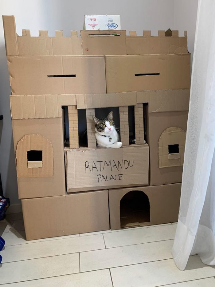 Com tédio na quarentena donos de gatos começaram a construir castelos de papelão 19