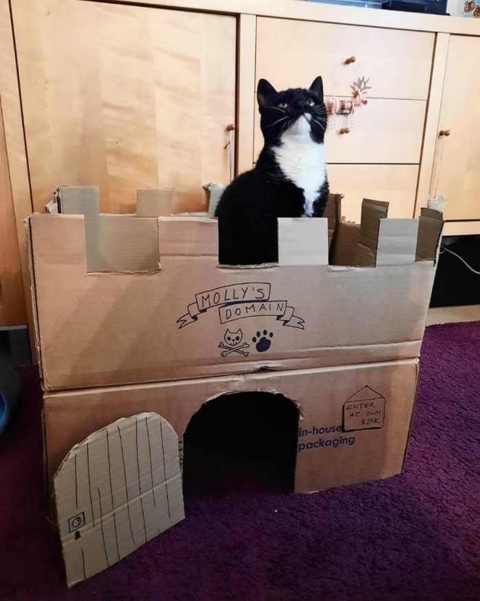 Com tédio na quarentena donos de gatos começaram a construir castelos de papelão 20