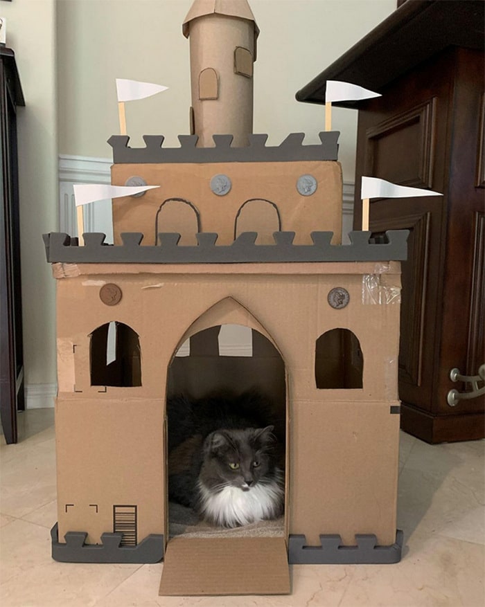 Com tédio na quarentena donos de gatos começaram a construir castelos de papelão 21