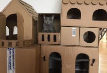 Com tédio na quarentena donos de gatos começaram a construir castelos de papelão 10