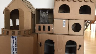 Com tédio na quarentena donos de gatos começaram a construir castelos de papelão 6