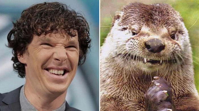 Rumores confirmados: Benedict Cumberbatch é realmente uma lontra 2